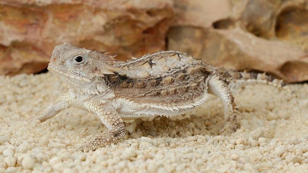 Regal horned lizard